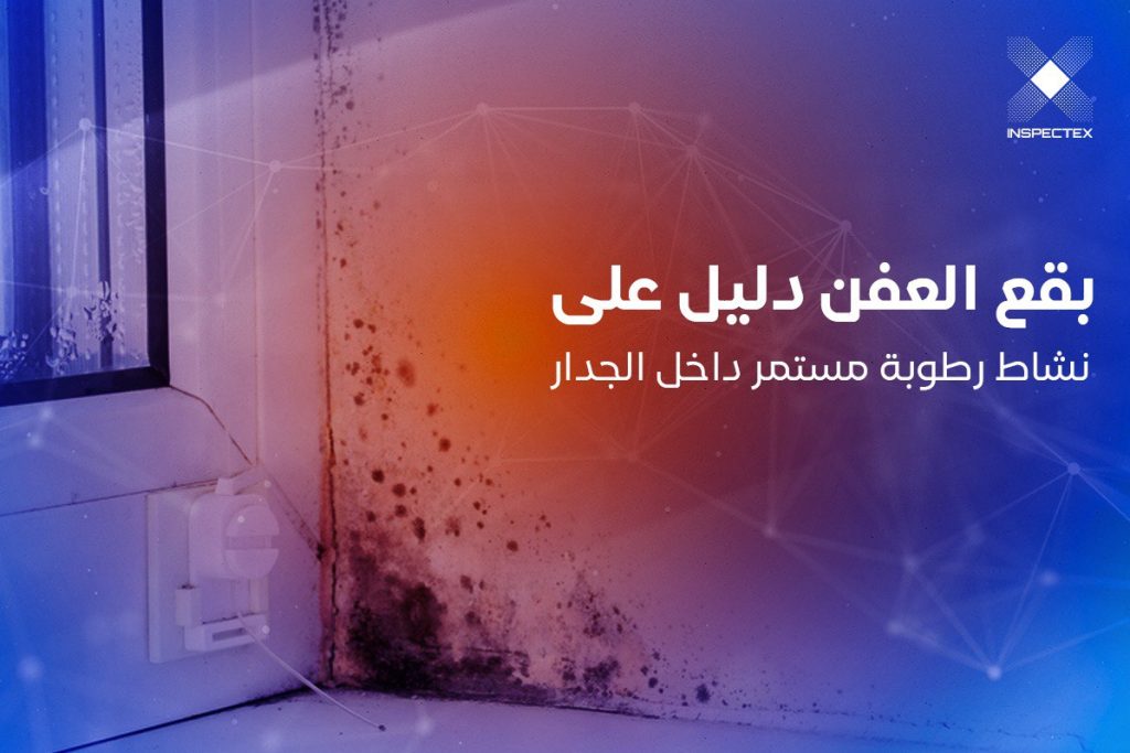 عفن الجدران